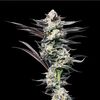 Girl Scout Cookies, Фасовка: 5
